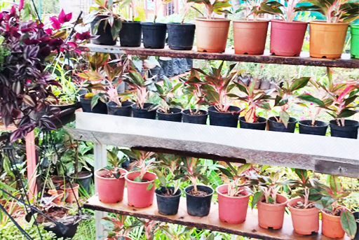 Royal-Nursary-Garden-About-Why-Choose-Us