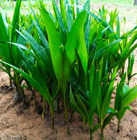 Plants