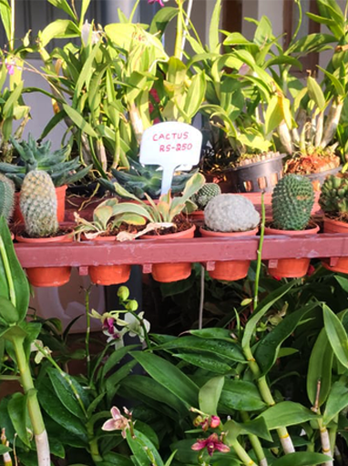 Succulents & Cactus