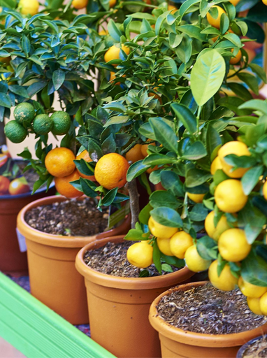 Fruit Plants
