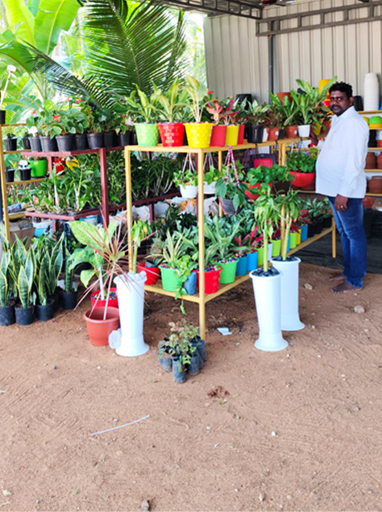 Indoor Plants
