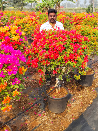 Outdoor Plants