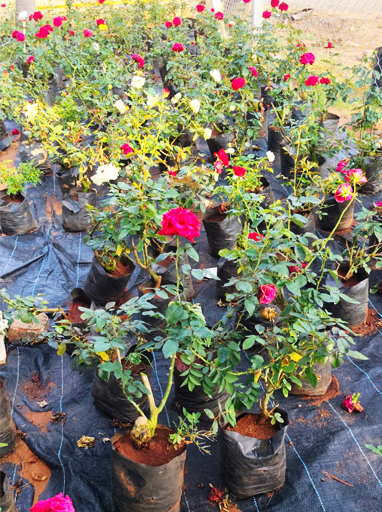 Royal-Nursery-Garden-Categories-Rose-Plants & Cactus