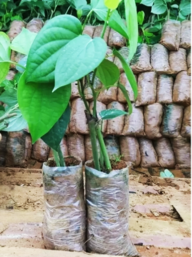 Garden Tools